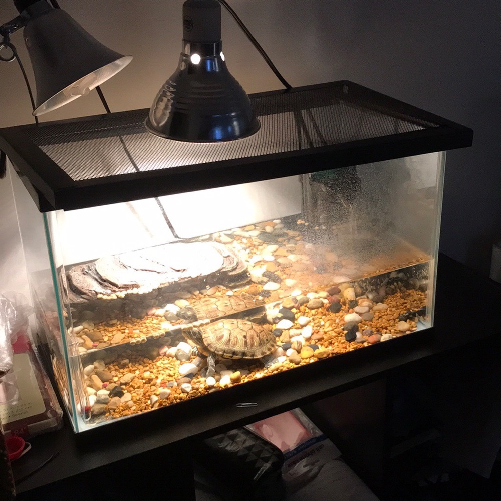 10 gallon terrarium with screen